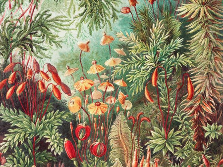 Mural Fairytale Vivid winyl 