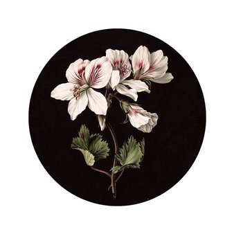 Mural White Flowers SC-071