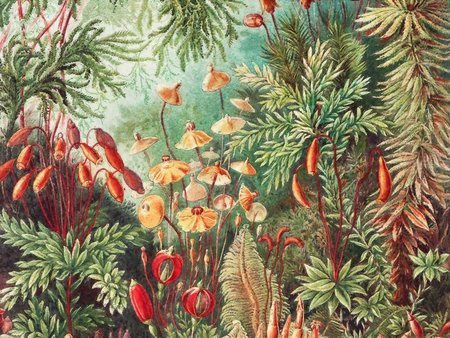 Mural Fairytale Vivid winyl