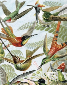 Panel Exotic Birds PA-023