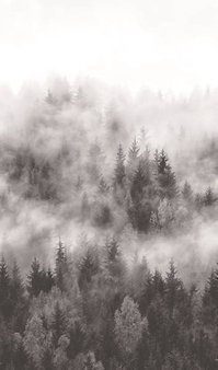 Mural 47268 szary las we mgle