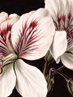Mural White Flowers CK-071