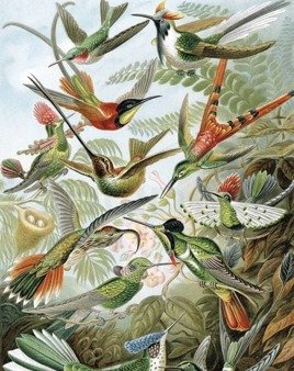 Panel Exotic Birds PA-023