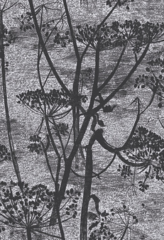 Tapeta Cow Parsley 112/8026