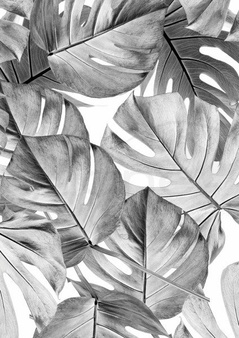 Mural Botanical Monstera WP-583