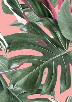 Mural Botanical Monstera WP-581