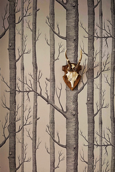 Tapeta Woods 112/3009