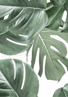 Mural Botanical Monstera WP-584