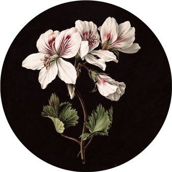 Mural White Flowers CK-071