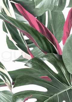 Mural Botanical Monstera WP-582